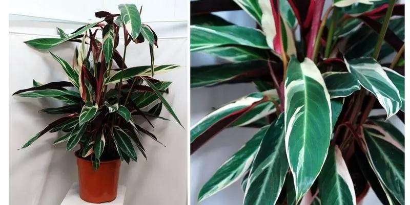 Строманта Триостар Д27 Н120