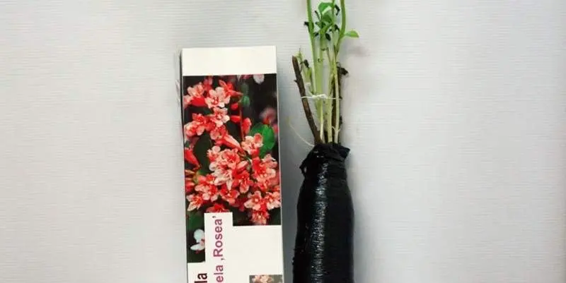 Растение открытого грунта Саженец Вейгела