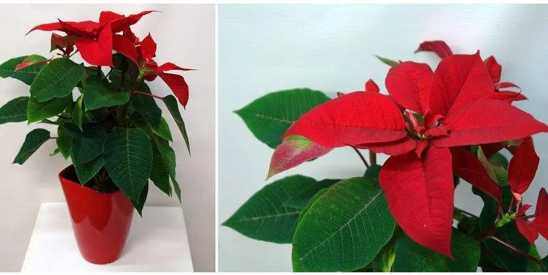 Декоративная Пуансеттия красная Д12 Н35